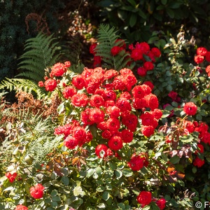 2021-08 PDX Rose Garden